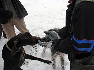 Trüffel-Jagd in Buzau